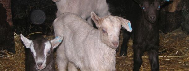 General information about your stay at Hotel Alpengasthof Schwand