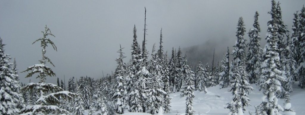 Tree Skiing im Bagel Bowl!