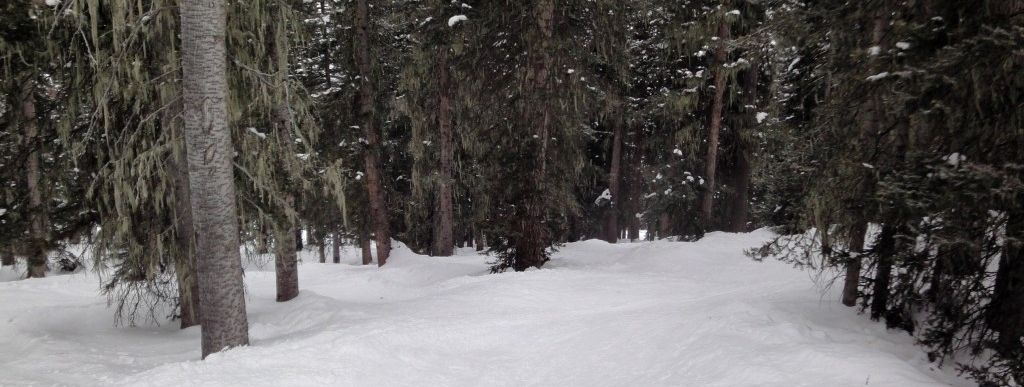 Tree-Skiing in Poet´s Glade!