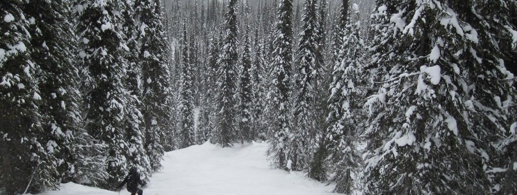 Review about Revelstoke Mountain Resort - Category: Freeride