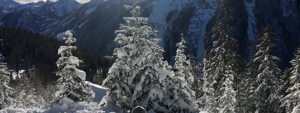 Detaillierte Infos zur Unterkunft Waldhäuslhütte