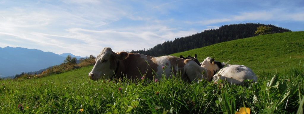 Detaillierte Infos zur Unterkunft Apartement Wiemhof