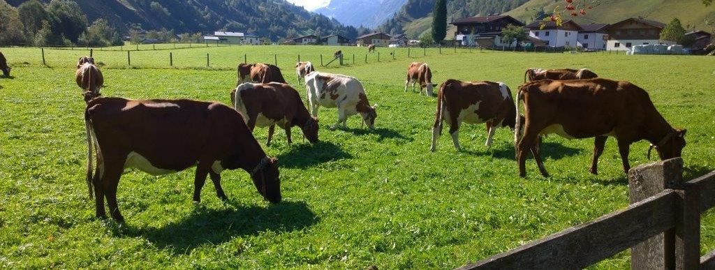 Detaillierte Infos zur Unterkunft Haus Marlene