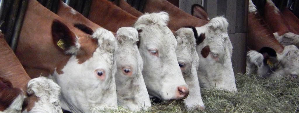 Detaillierte Infos zur Unterkunft Biobauernhof Poidlbauer