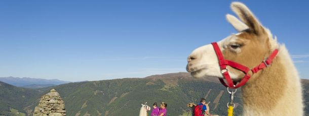 Lamawanderung am Katschberg in Kärnten und im Salzburger Land. Direkt an der Piste gilt das Basekamp als perfekter Ausgangspunkt für beeindruckende Wandertouren.