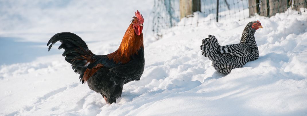 General information about your stay at Familienbauernhof Göttfriedbauer