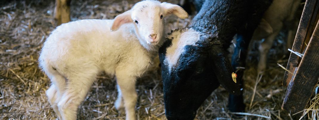 General information about your stay at Familienbauernhof Göttfriedbauer