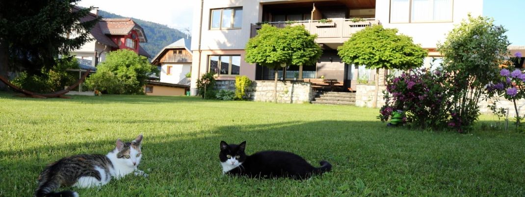 our cats - Haus Scheiblauer