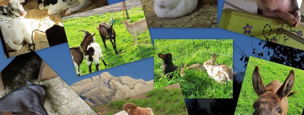 Detaillierte Infos zur Unterkunft Komfort-Familienbauernhof Zittrauerhof