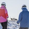 You might even come across some elks while you're skiing.