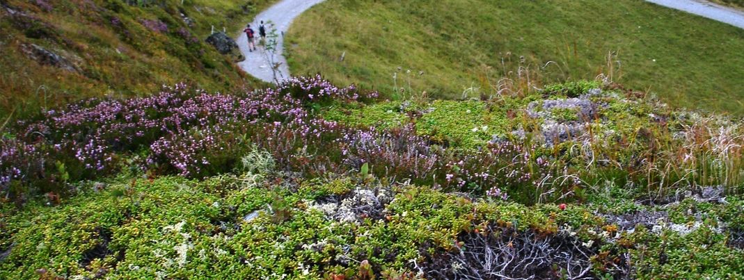 Detaillierte Infos zur Unterkunft Appartement Hollaus