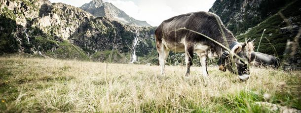 Almsommer im Stubaital
