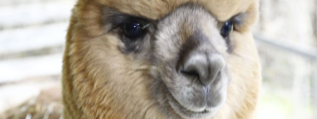 General information about your stay at Panorama Gästehaus