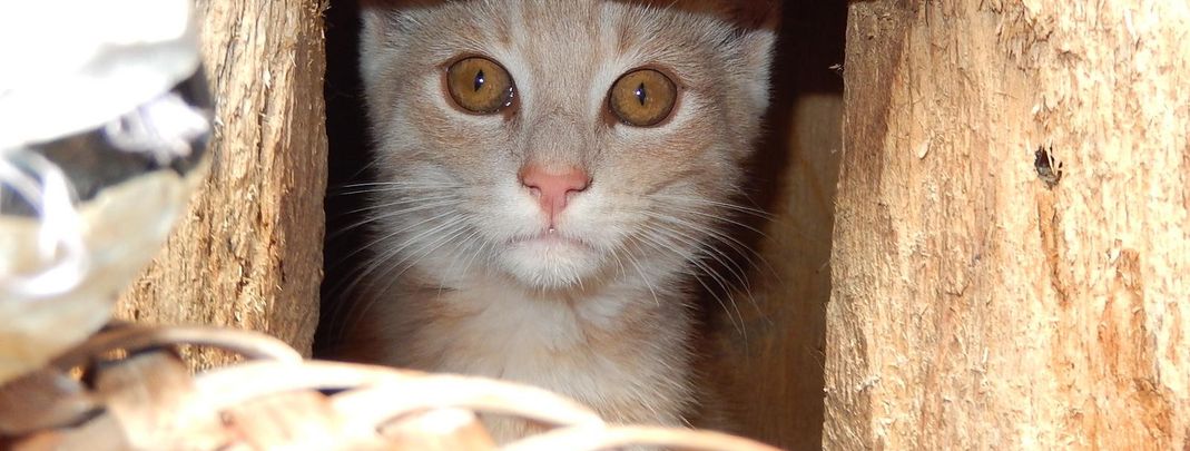 General information about your stay at Poidlbauer