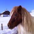 Im Winter mini Pony für Kinder