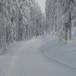 Langlaufen im Arbergebiet rund um das Langlaufzentrum Bayerisch Häusl
