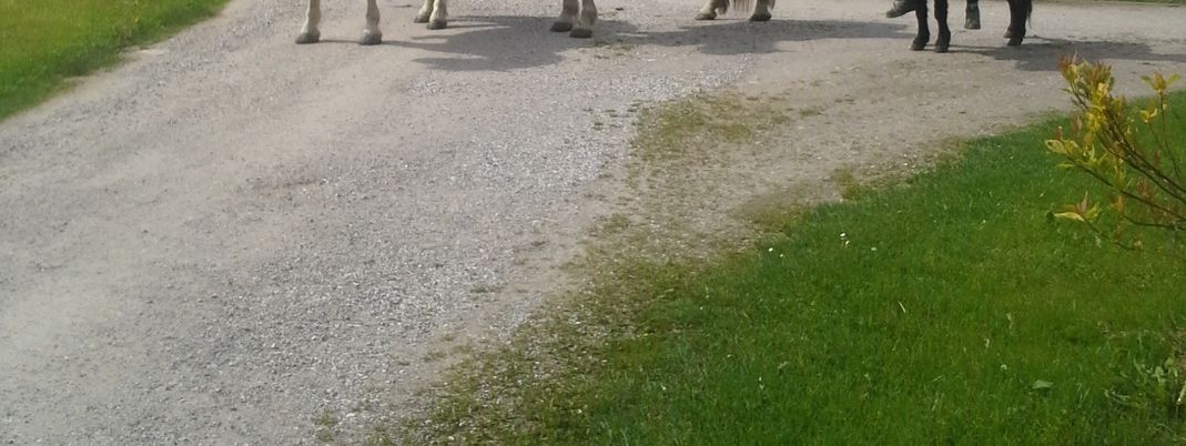 General information about your stay at Mussbachhof