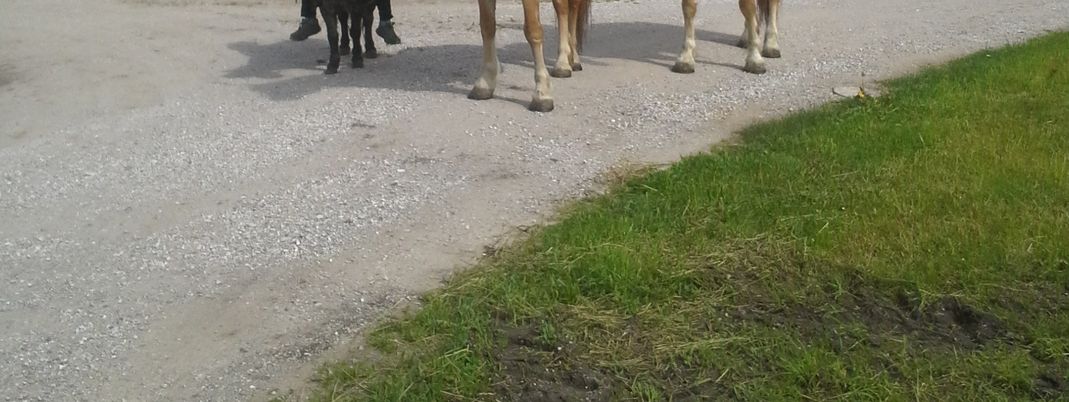 Detaillierte Infos zur Unterkunft Mussbachhof