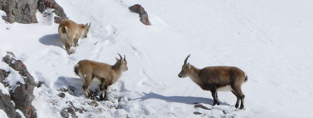 General information about your stay at Hotel Dischma