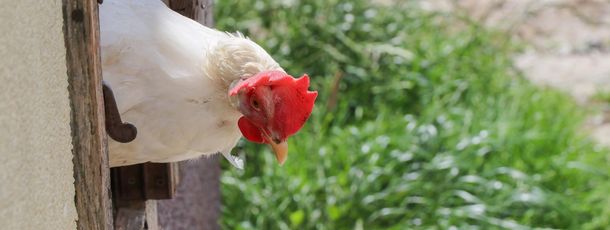 Detaillierte Infos zur Unterkunft Lettengut