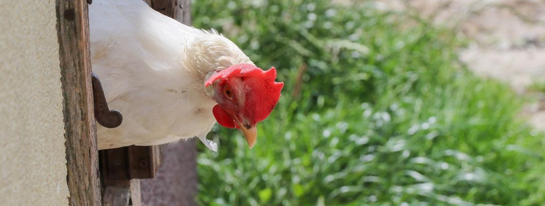 General information about your stay at Lettengut