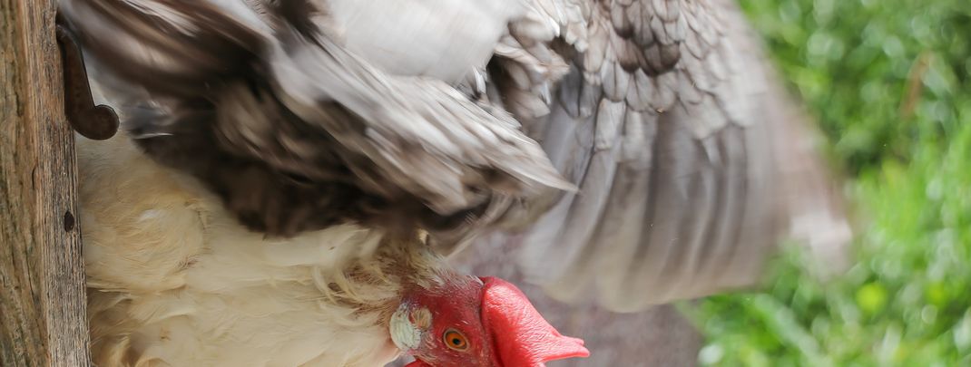 Detaillierte Infos zur Unterkunft Lettengut