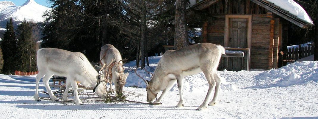 Im Hochpustertal lebt das einzige Rentierrudel Italiens