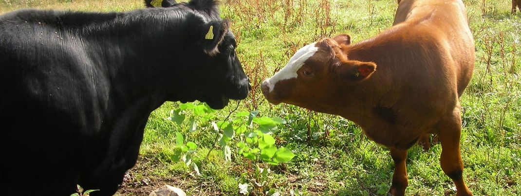 General information about your stay at Rutscherhof