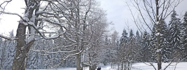 Information on Cross-Country Skiing at Nordic Center Sankt Englmar - Hirschenstein