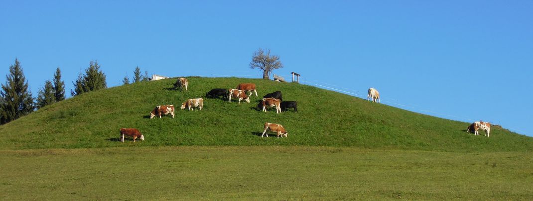 Detaillierte Infos zur Unterkunft Apartement Wiemhof