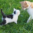 Katze