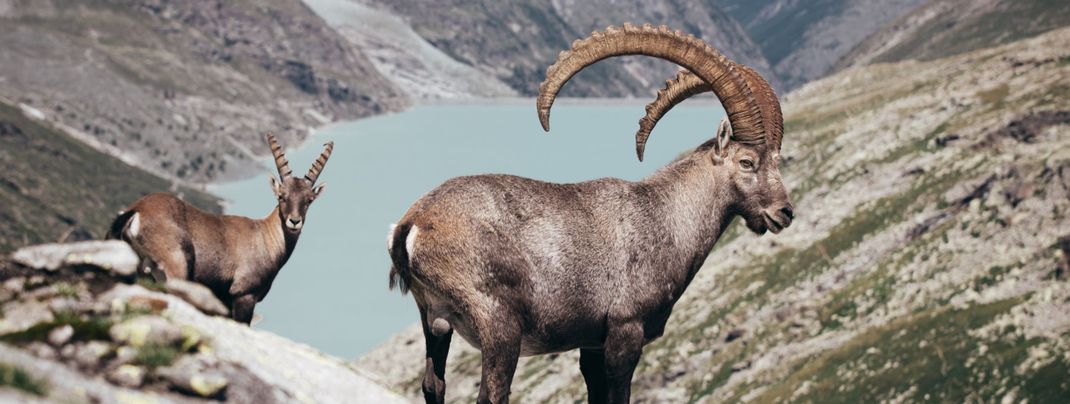 Detaillierte Infos zur Unterkunft Schweizerhof Gourmet und SPA