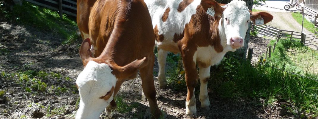 General information about your stay at Wechselmaishof