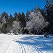 Information on Cross-Country Skiing at Schwarzenberg Bödele