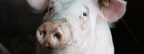 Detaillierte Infos zur Unterkunft Herzoghof