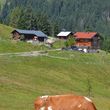 Sommer auf der Alm
