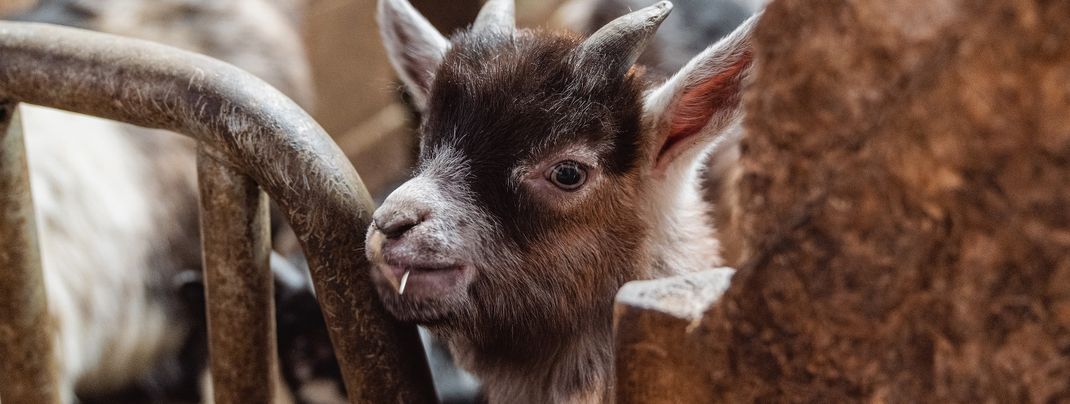 Mensch und Tier freuen sich über saubere Luft und sanfte Mobilität.