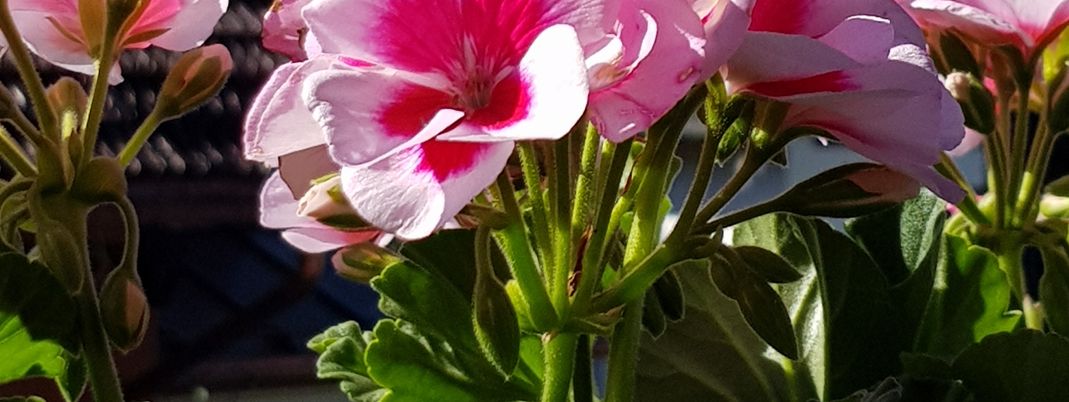 Detaillierte Infos zur Unterkunft Ferienwohnung im Blauen Haus