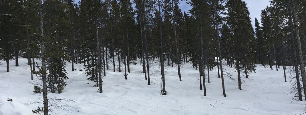 Hier kannst du dir deinen Weg durch die Wälder bahnen.