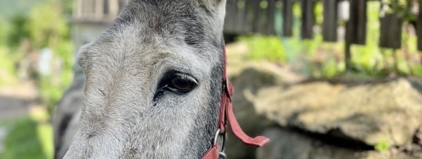 Detaillierte Infos zur Unterkunft Abelhof Appartements an der Skipiste in Rohrmoos