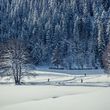 Information on Cross-Country Skiing at Upper Black Forest