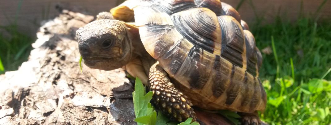 General information about your stay at Gsöllhof