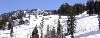 Testbericht Snowbird zur Kategorie Freeride