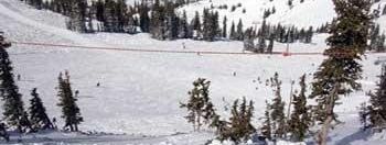 Testbericht Snowbird zur Kategorie Freeride