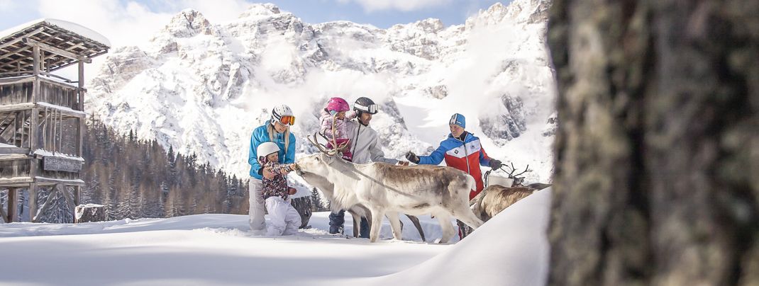 Ein Besuch bei der einzigen Rentierherde der Alpen bringt Kinderaugen zum Strahlen.
