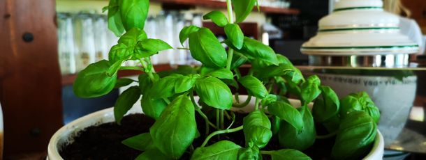 General information about your stay at Pension Gemshorn