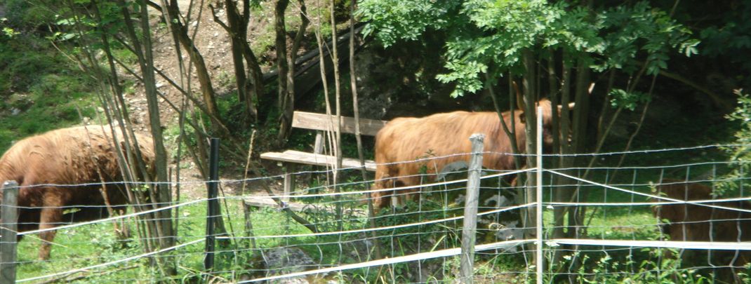 Detaillierte Infos zur Unterkunft Haus Höllbacher