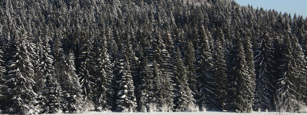 General information about your stay at Ferienwohnung Bärenhof