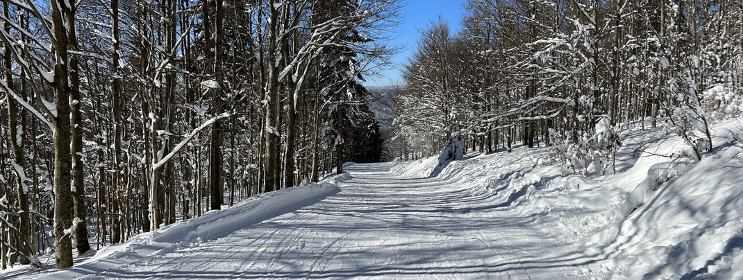 Die Route 10 führt durch den Wald vom Hochficht zum Reischlberg.