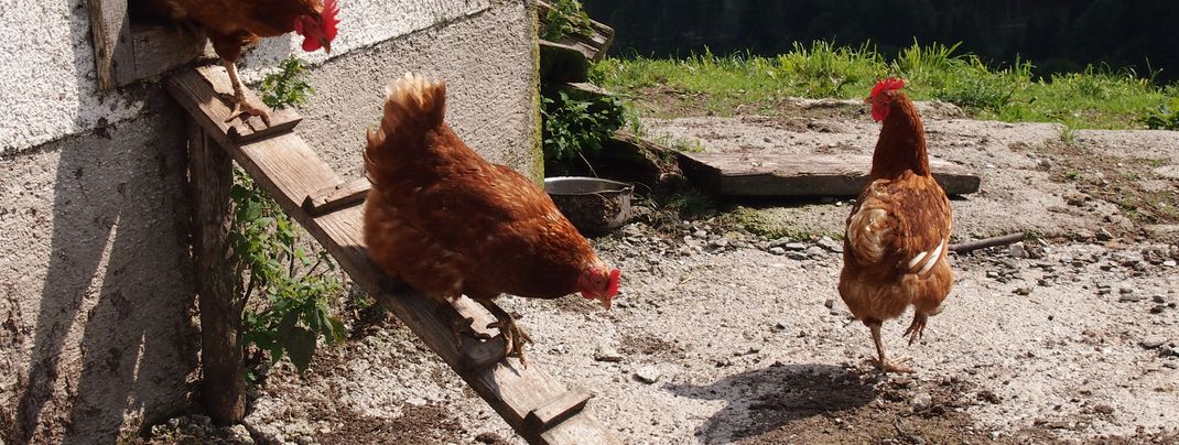 General information about your stay at Lettengut